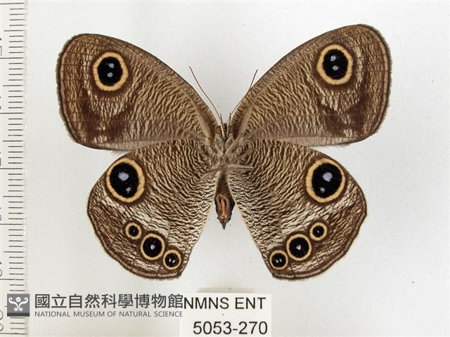 巨波眼蝶北部亞種藏品圖，第2張