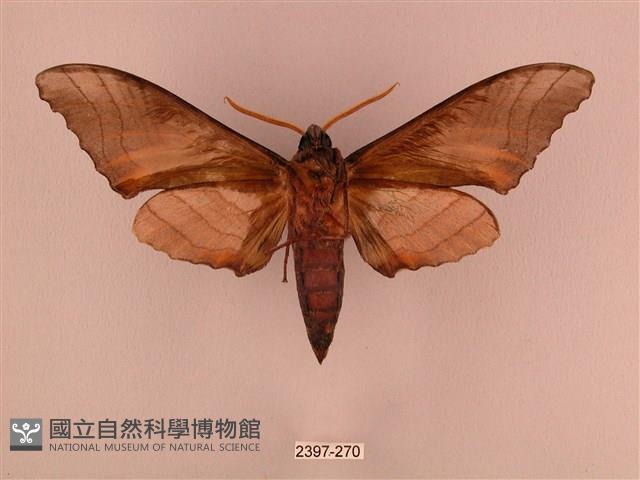 栗六點天蛾藏品圖，第2張