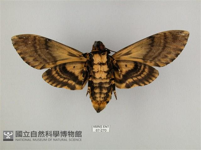 鬼臉天蛾藏品圖，第2張