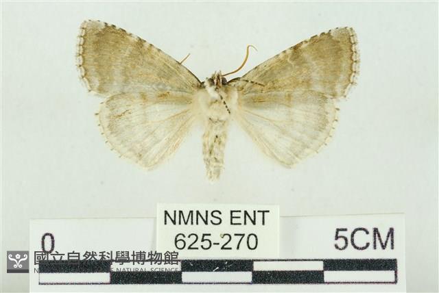 臺灣銀斑異波紋蛾藏品圖，第2張