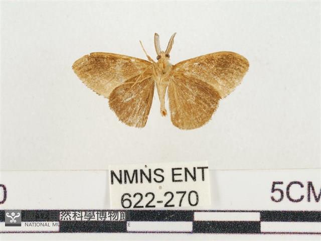 小白紋毒蛾藏品圖，第2張