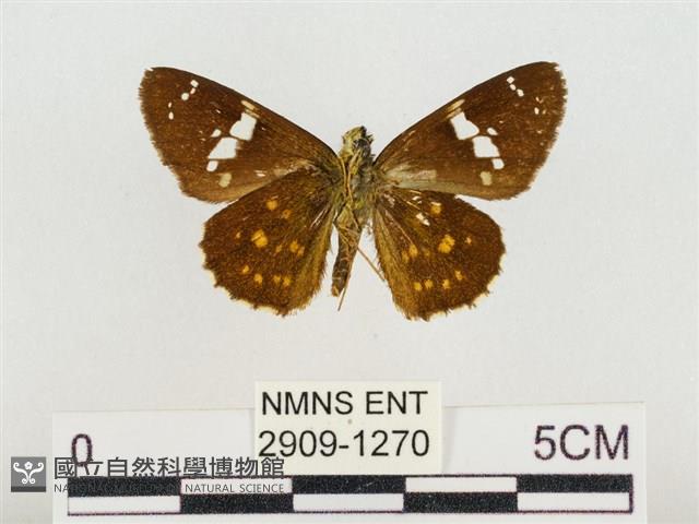 尖翅星弄蝶藏品圖，第2張