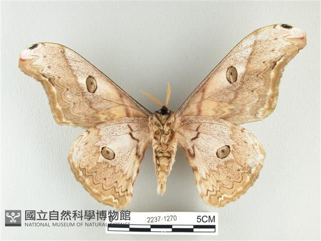 大綠目天蠶蛾藏品圖，第2張