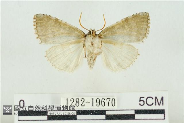 臺灣銀斑異波紋蛾藏品圖，第2張