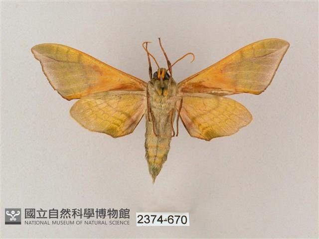 榆綠天蛾藏品圖，第2張