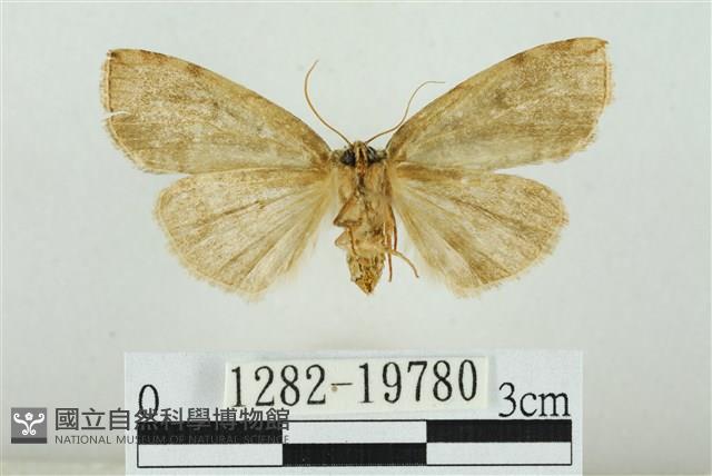 藹環波紋蛾藏品圖，第2張