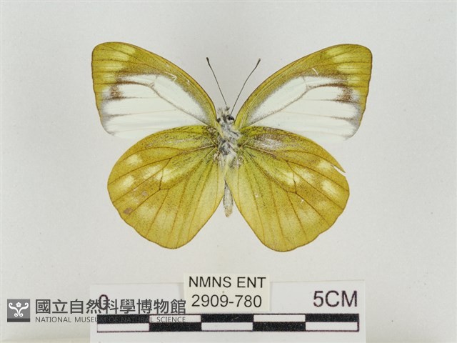 淡褐脈粉蝶藏品圖，第2張