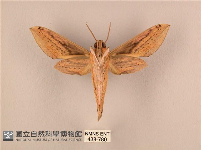 棕綠背線天蛾藏品圖，第2張