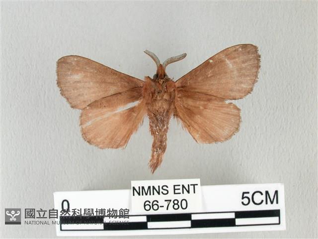 馬尾松枯葉蛾藏品圖，第2張