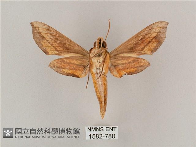 斜綠天蛾藏品圖，第2張