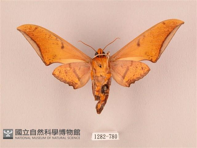 裂斑鷹翅天蛾藏品圖，第2張