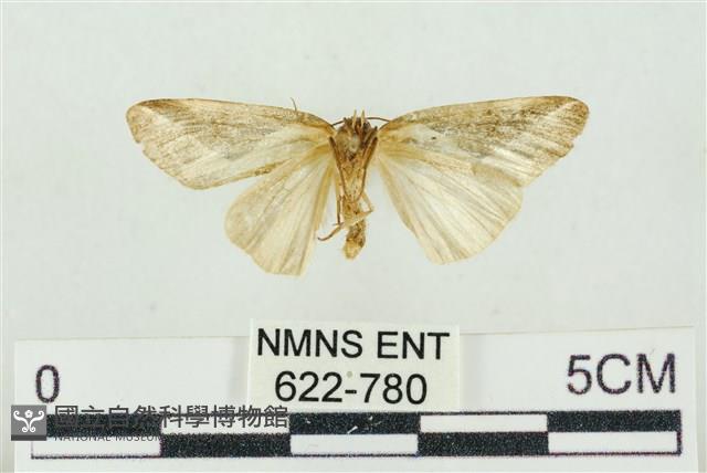 素木氏美波紋蛾藏品圖，第2張