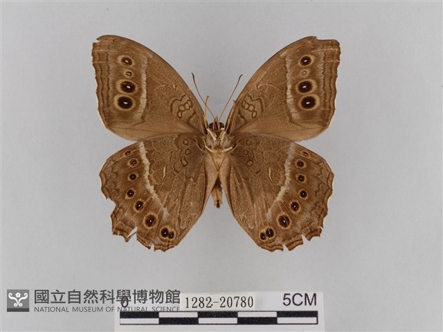 褐翅蔭眼蝶藏品圖，第2張