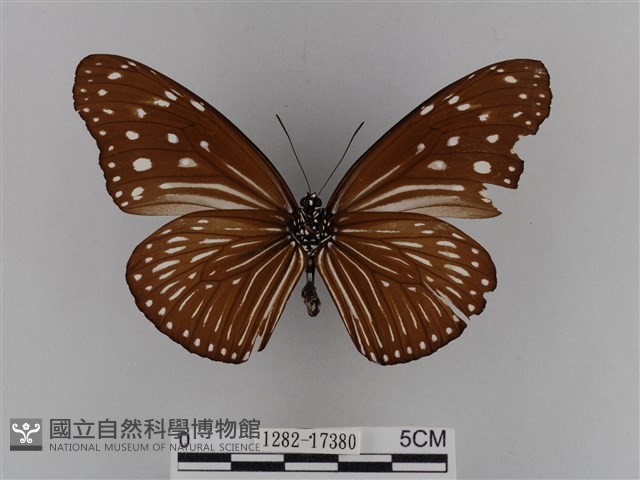 異紋紫斑蝶藏品圖，第2張