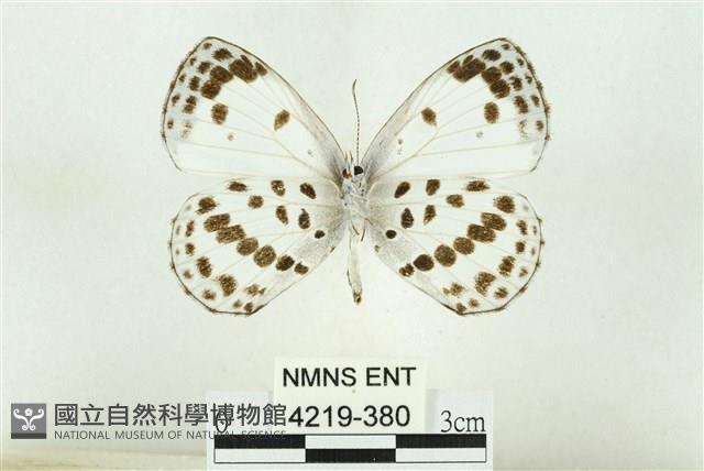 白雀斑灰蝶藏品圖，第2張