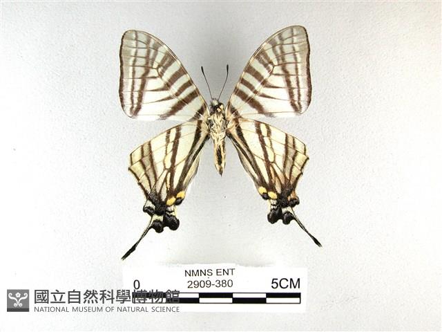 劍鳳蝶藏品圖，第2張