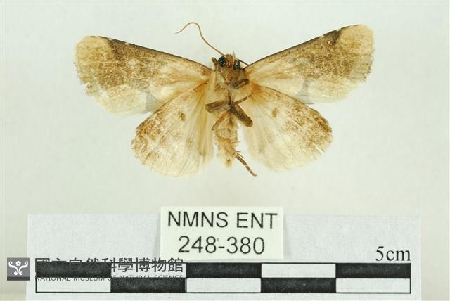 臺灣斑蕊夜蛾藏品圖，第2張