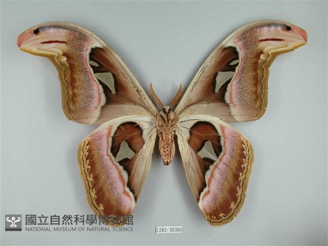 皇蛾藏品圖，第2張