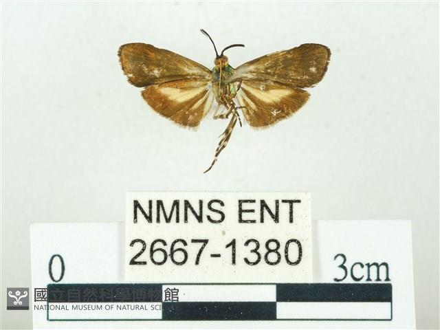 叉紋閃舞蛾藏品圖，第2張