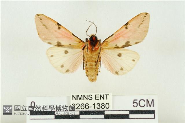 棍棒污燈蛾藏品圖，第2張