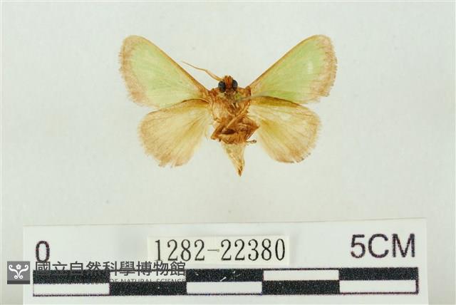 素木綠刺蛾藏品圖，第2張
