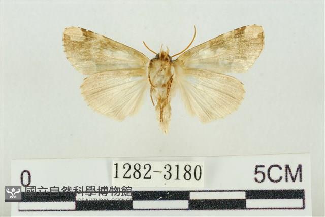 連珠波紋蛾藏品圖，第2張