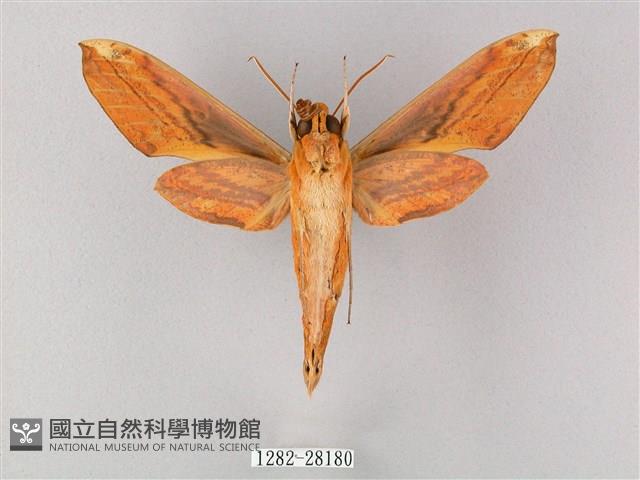 綠背斜紋天蛾藏品圖，第2張