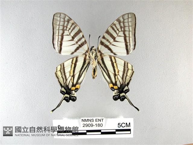 劍鳳蝶藏品圖，第2張