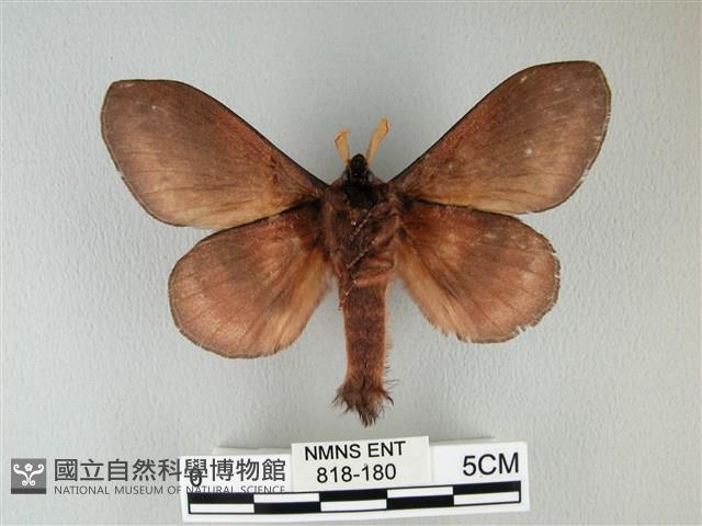 隱波紋枯葉蛾藏品圖，第2張