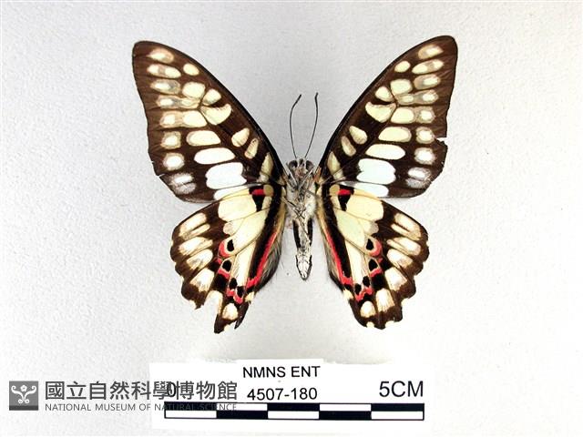 木蘭青鳳蝶藏品圖，第2張