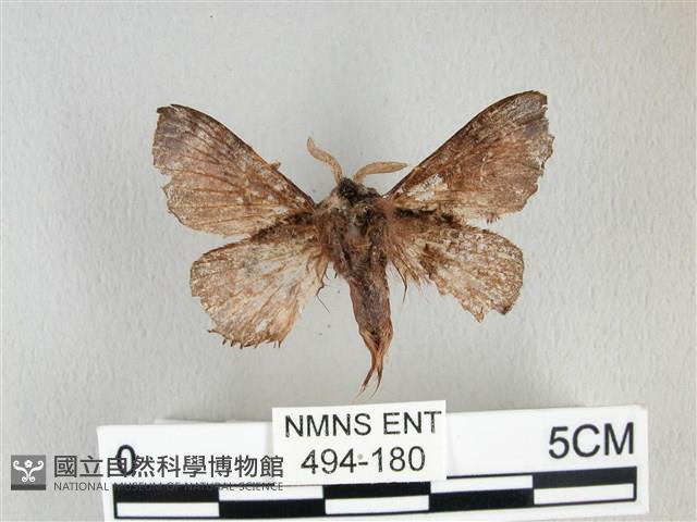 銀肩枯葉蛾藏品圖，第2張