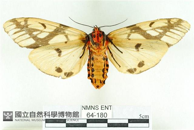 乳白斑燈蛾藏品圖，第2張