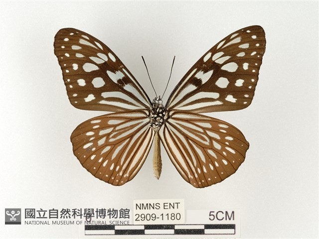 旖斑蝶藏品圖，第2張