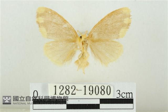 黑翅黃毒蛾藏品圖，第2張