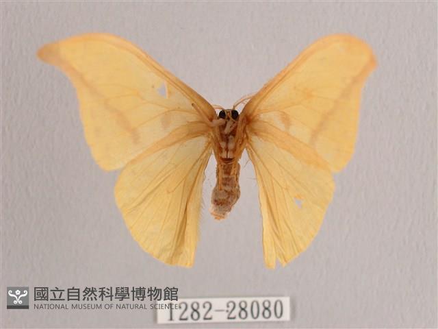 黃鉤蛾藏品圖，第2張