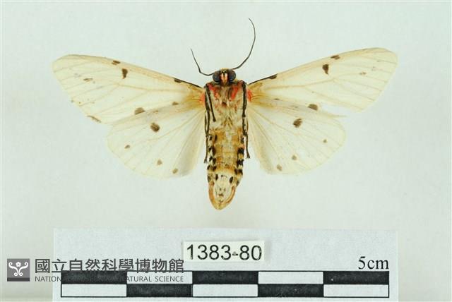 菊池污燈蛾藏品圖，第2張