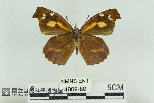 東方喙蝶藏品圖，第2張