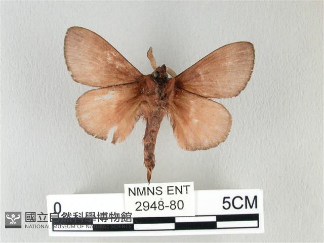 馬尾松枯葉蛾藏品圖，第2張