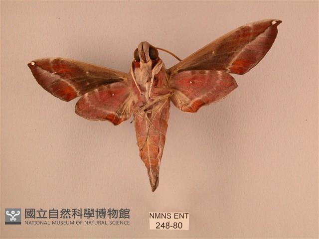 暗綠白腰天蛾藏品圖，第2張