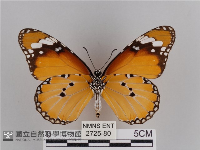 樺斑蝶藏品圖，第2張