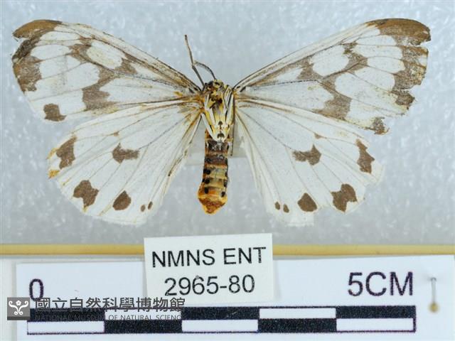 粉蝶燈蛾藏品圖，第2張