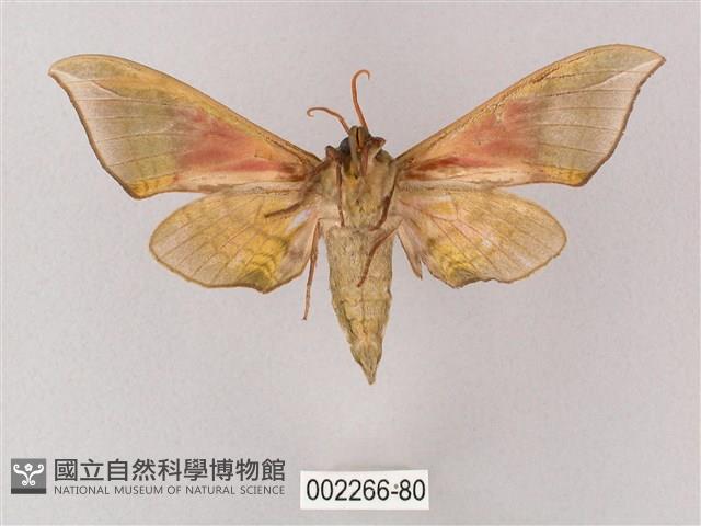 榆綠天蛾藏品圖，第2張