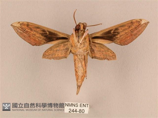 背線天蛾藏品圖，第2張