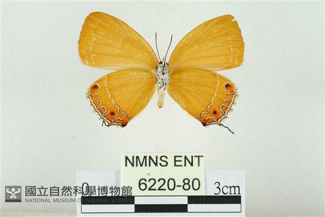 珂灰蝶藏品圖，第2張