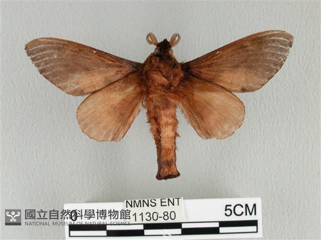 大褐斑枯葉蛾藏品圖，第2張