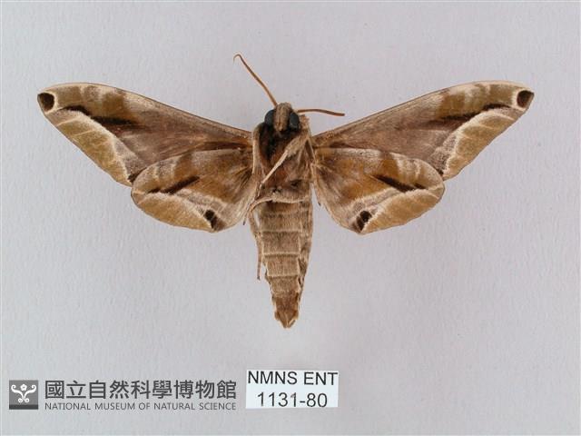 白點天蛾 藏品圖，第2張