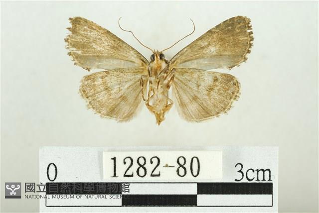 白斑散紋夜蛾藏品圖，第2張