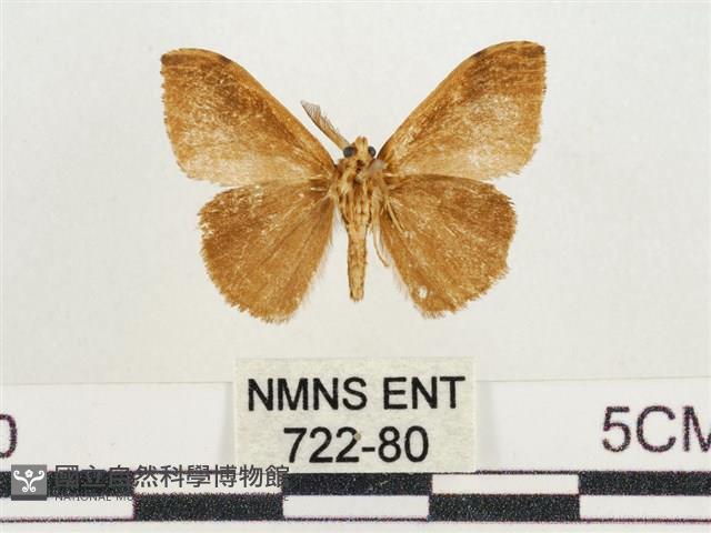 小白紋毒蛾藏品圖，第2張