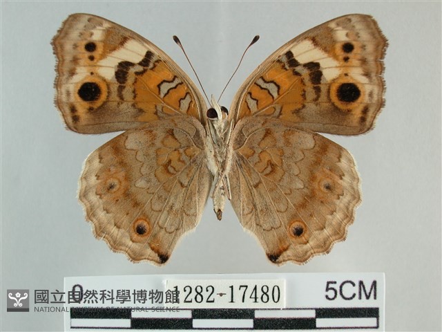 青眼蛺蝶、孔雀青蛺蝶藏品圖，第2張