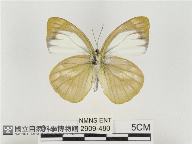 淡褐脈粉蝶藏品圖，第2張